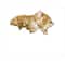 Diamond Dotz® Intermediate Precious Kitten Diamond Facet Art Kit